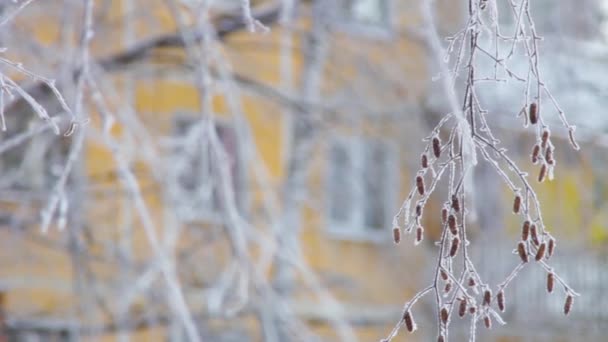 Sneeuwboom Tak Middag — Stockvideo