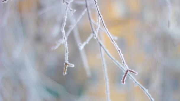 下午雪树分枝 — 图库视频影像