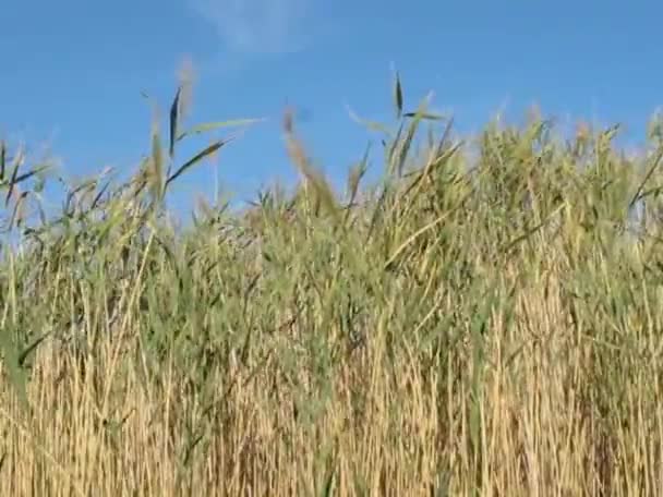 Lac Été Sec Journée Ensoleillée — Video