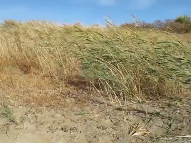 Dried Summer Lake Sunny Day — Stock Video