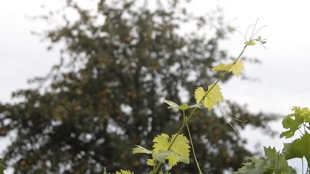 Κλαδί Σταφυλιού Φόντο Δέντρου Νεφελώδης Καιρός — Αρχείο Βίντεο