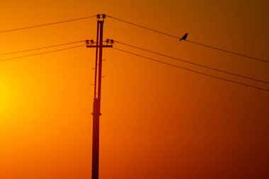bird sitting on the power lines