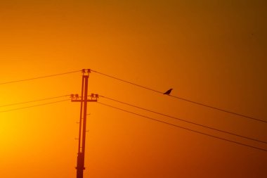 bird sitting on the power lines