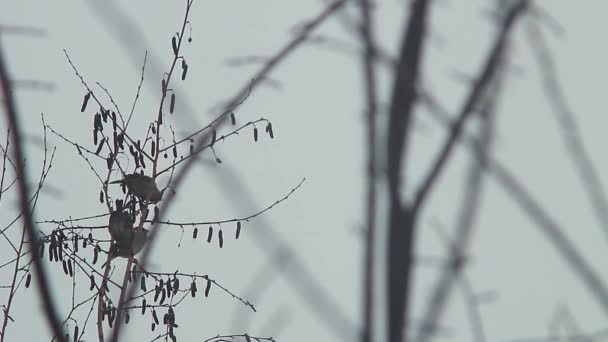 oiseaux assis sur une branche d'arbre 
