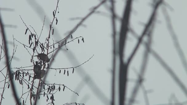 Birds Sit Tree Branch — 图库视频影像