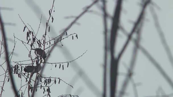 oiseaux assis sur une branche d'arbre 