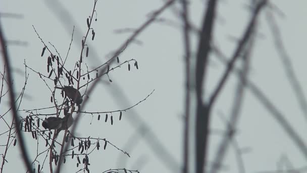 Vögel Sitzen Auf Einem Ast — Stockvideo