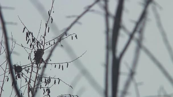 Birds Sit Tree Branch — 图库视频影像