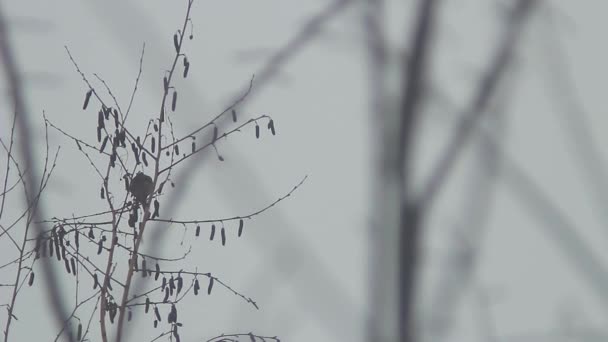 oiseaux assis sur une branche d'arbre 