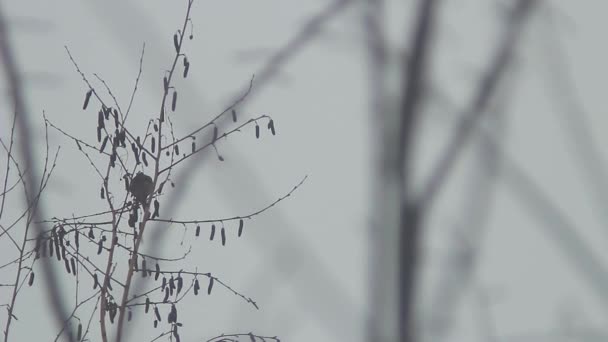 Vögel Sitzen Auf Einem Ast — Stockvideo