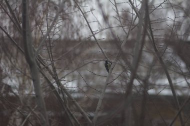 titmouse sits on a tree branch