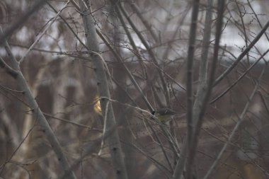 titmouse sits on a tree branch