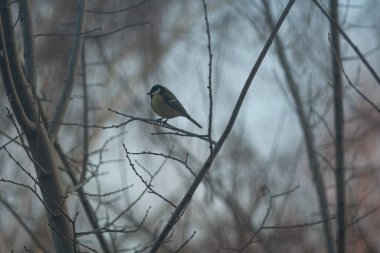 titmouse sits on a tree branch