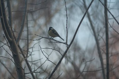 titmouse sits on a tree branch