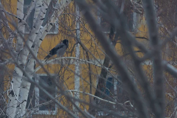 Crow Sits Tree Branch — Stockfoto