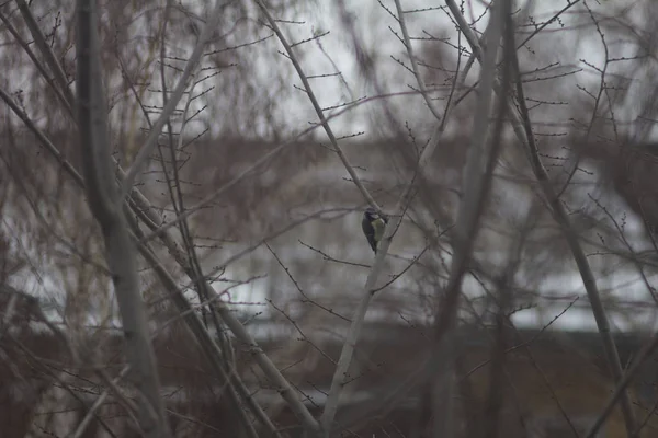 Titmouse Sits Tree Branch — Stok fotoğraf