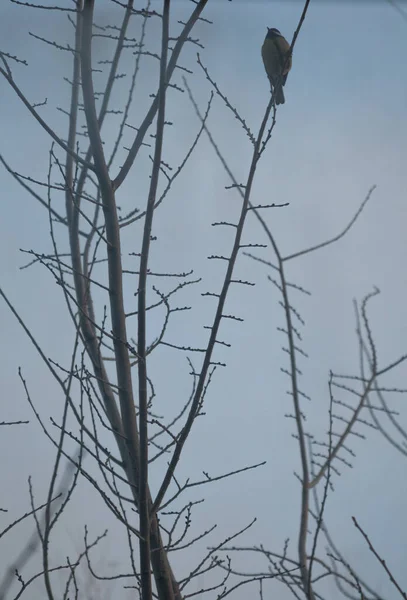 Titmouse Sits Tree Branch — Stok fotoğraf