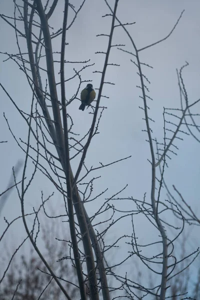 Titmouse Sits Tree Branch — Stok fotoğraf