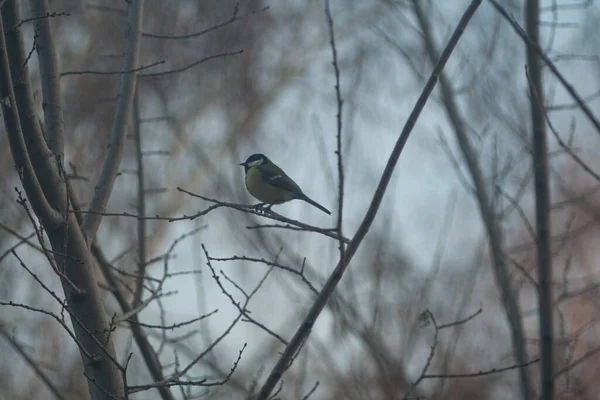 Titmouse Sits Tree Branch — Stockfoto