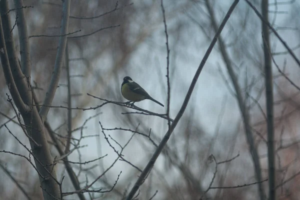 Titmouse Sits Tree Branch — 스톡 사진