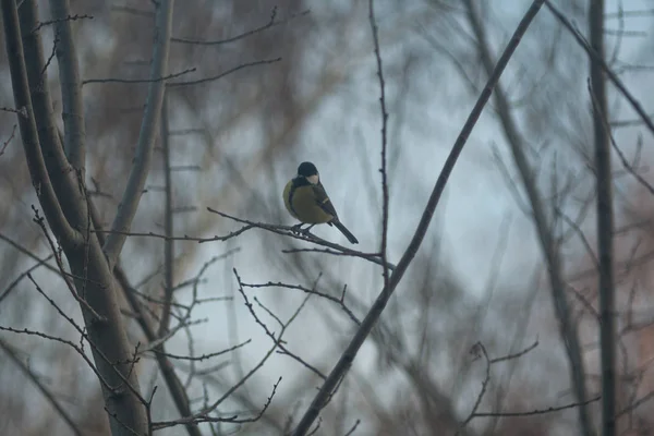 Titmouse Sits Tree Branch — Stok fotoğraf