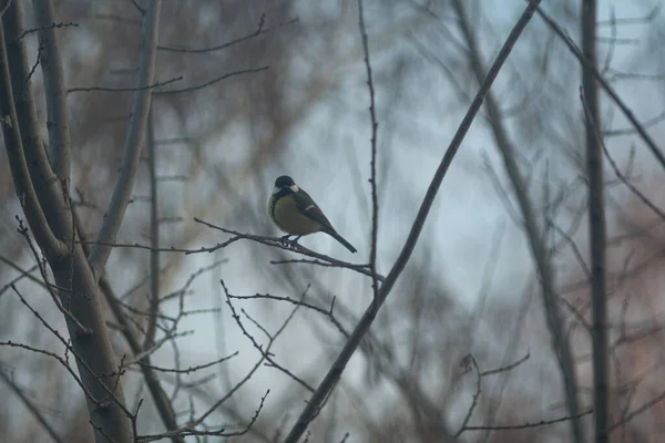 titmouse sits on a tree branch