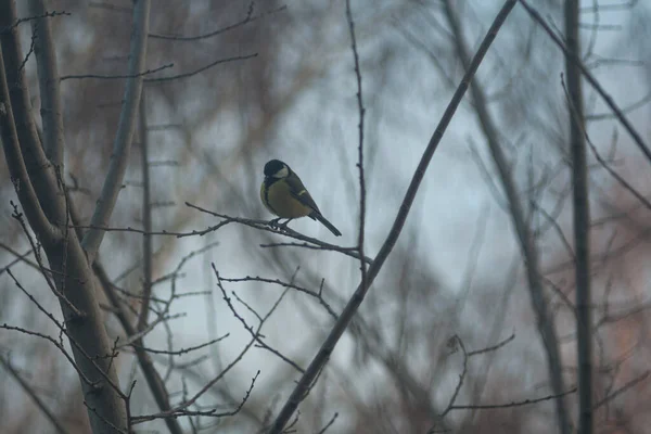 Titmouse Sits Tree Branch — Stok fotoğraf