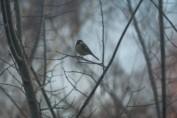 Titmouse Sits Tree Branch — Stok fotoğraf