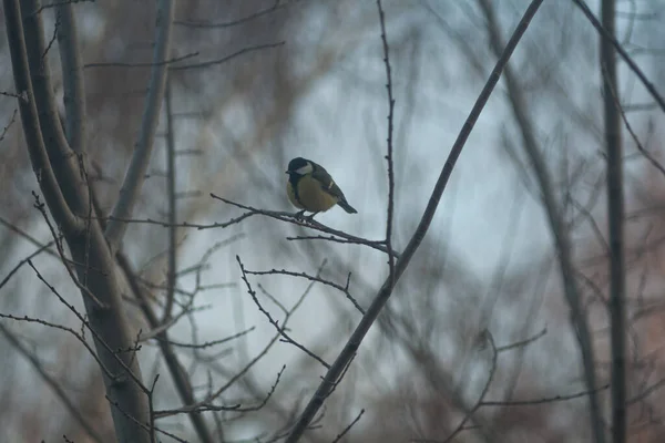 Titmouse Sits Tree Branch — 图库照片