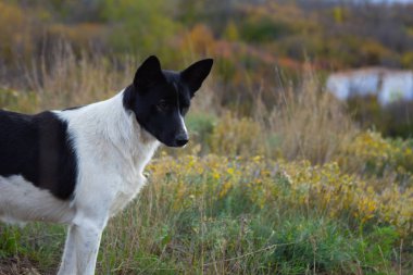 Portrait of a dog, walking on a hill