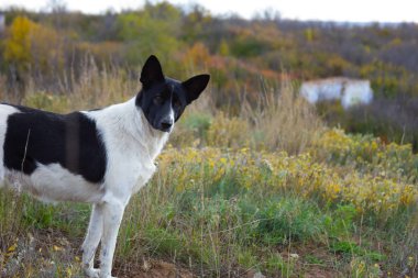 Portrait of a dog, walking on a hill