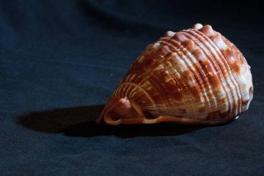 Koyu bir arkaplanda kabuk