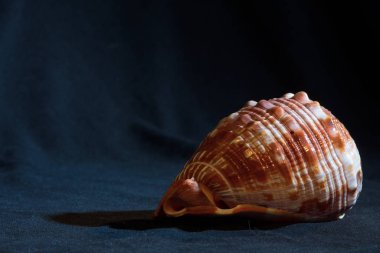 Koyu bir arkaplanda kabuk