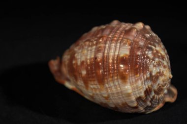 Koyu bir arkaplanda kabuk