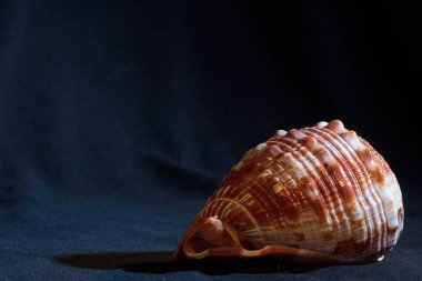 Koyu bir arkaplanda kabuk