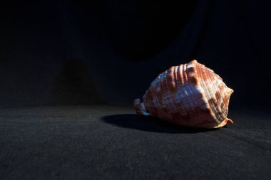 Koyu bir arkaplanda kabuk