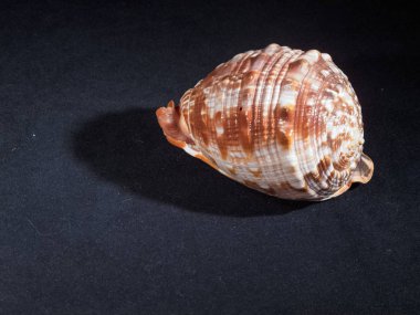 Koyu bir arkaplanda kabuk