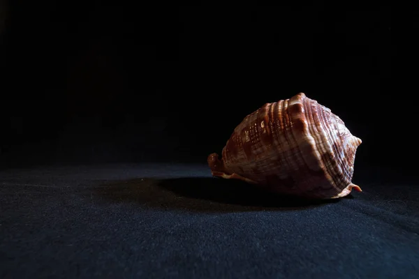 Shell Dark Background — Stock Photo, Image