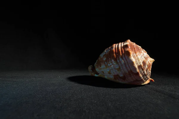 Shell Dark Background — Stock Photo, Image