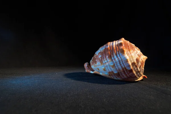 Koyu bir arkaplanda kabuk