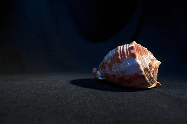 Shell Dark Background — Stock Photo, Image