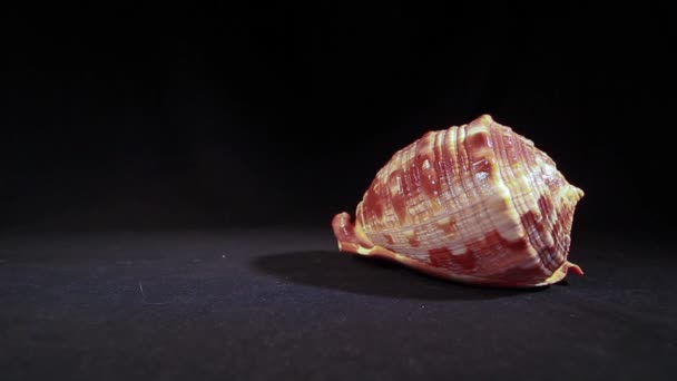 深色背景的壳体 — 图库视频影像