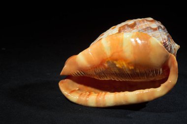 Koyu bir arkaplanda kabuk