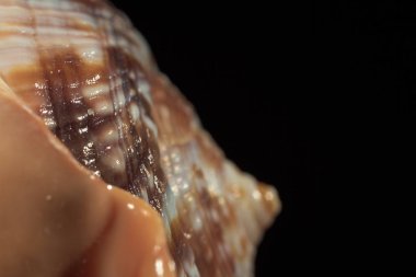 Koyu bir arkaplanda kabuk