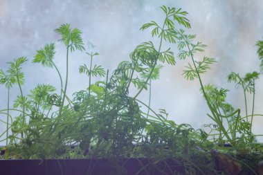 Dereotu, pencerenin yanındaki tencerede yetişir.