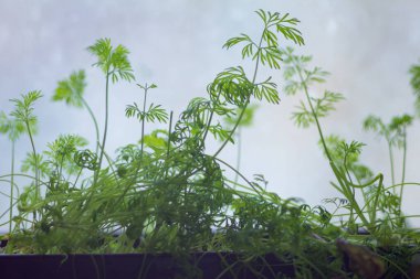 Dereotu, pencerenin yanındaki tencerede yetişir.