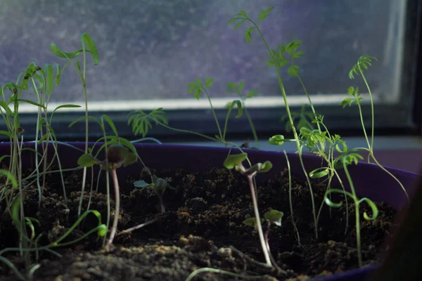 Dereotu, pencerenin yanındaki tencerede yetişir.