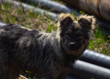 Açık havada başıboş bir köpek