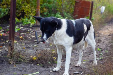 Açık havada başıboş bir köpek