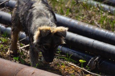 Açık havada başıboş bir köpek